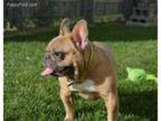 French Bulldog Puppy for sale in Centerville, IA, USA
