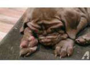 Neapolitan Mastiff Puppy for sale in MARSHALL, TX, USA