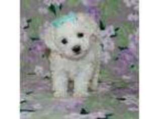 Bichon Frise Puppy for sale in Etna Green, IN, USA