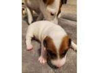 Jack Russell Terrier Puppy for sale in Leander, TX, USA