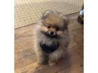 Pomeranian Puppy for sale in Morrison, CO, USA