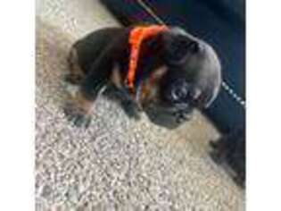 French Bulldog Puppy for sale in Waukesha, WI, USA