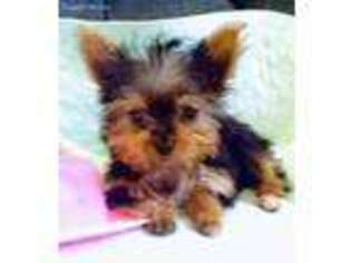 Yorkshire Terrier Puppy for sale in Etowah, TN, USA