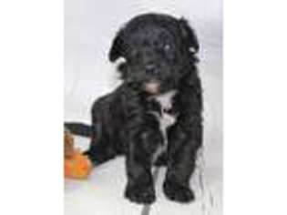 Mutt Puppy for sale in Powell, TN, USA