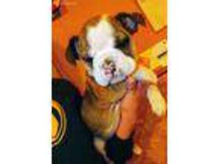 Bulldog Puppy for sale in Cherryvale, KS, USA