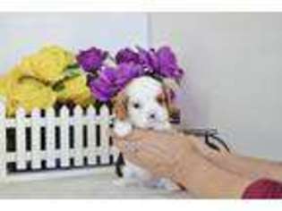 Cavalier King Charles Spaniel Puppy for sale in Gothenburg, NE, USA