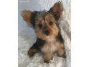 Yorkshire Terrier Puppy for sale in Greenwood, SC, USA