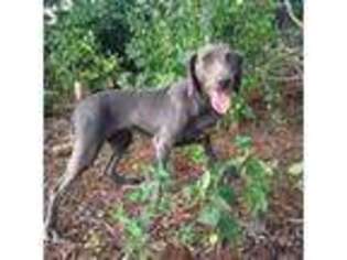 Weimaraner Puppy for sale in Greencastle, PA, USA