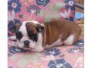 Bulldog Puppy for sale in BARSTOW, CA, USA