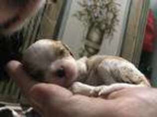 Cavalier King Charles Spaniel Puppy for sale in Warwick, RI, USA