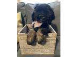 Cocker Spaniel Puppy for sale in Charlotte, NC, USA
