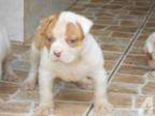American Bulldog Puppy for sale in HOMESTEAD, FL, USA