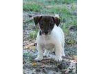 Jack Russell Terrier Puppy for sale in COLDSPRING, TX, USA