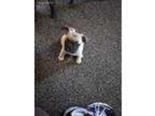 Frenchie Pug Puppy for sale in Hastings, MI, USA