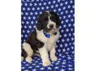 Saint Berdoodle Puppy for sale in Lancaster, PA, USA