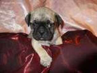 Pug Puppy for sale in Swanton, OH, USA