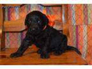 Labradoodle Puppy for sale in Evensville, TN, USA