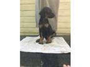 Doberman Pinscher Puppy for sale in Hazel Park, MI, USA
