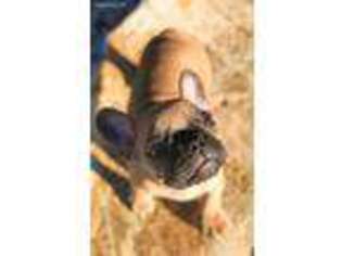 French Bulldog Puppy for sale in Zebulon, NC, USA