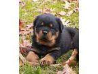 Rottweiler Puppy for sale in Stroudsburg, PA, USA