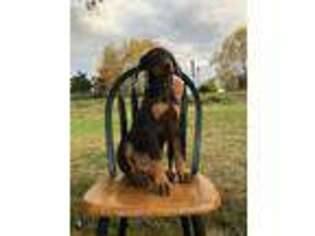 Doberman Pinscher Puppy for sale in Fayetteville, AR, USA