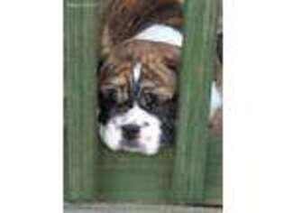 Bulldog Puppy for sale in Bishop, TX, USA