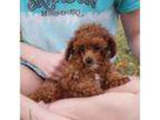 Mutt Puppy for sale in Alvin, TX, USA
