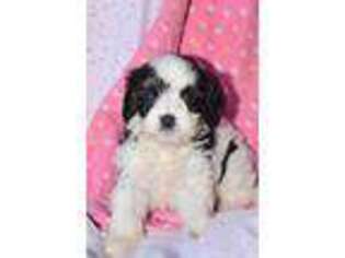 Cavapoo Puppy for sale in Hadley, PA, USA
