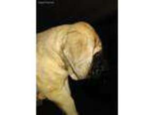 Mastiff Puppy for sale in Akron, OH, USA