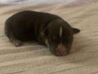 Mutt Puppy for sale in Preston, ID, USA