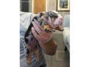Bulldog Puppy for sale in Hanover, VA, USA