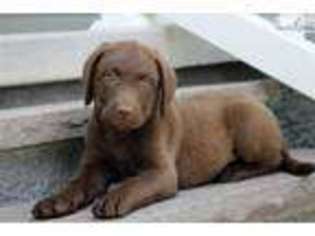 Chesapeake Bay Retriever Puppy for sale in Lancaster, PA, USA