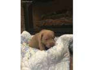 Labrador Retriever Puppy for sale in Mooresville, IN, USA