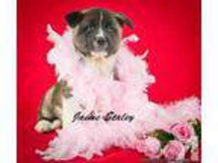 Akita Puppy for sale in CANTON, OH, USA