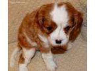 Cavalier King Charles Spaniel Puppy for sale in Conroe, TX, USA