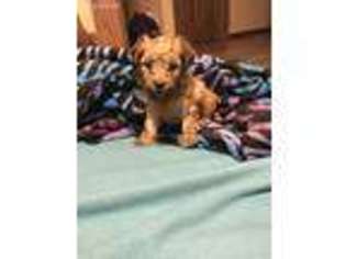 Mutt Puppy for sale in Albany, MN, USA