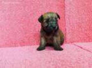 Soft Coated Wheaten Terrier Puppy for sale in North Collins, NY, USA