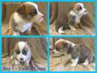 Pembroke Welsh Corgi Puppy for sale in Springtown, TX, USA