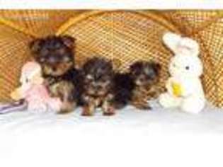 Yorkshire Terrier Puppy for sale in Bloomington, IN, USA