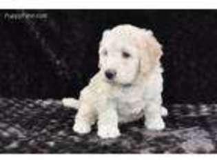 Labradoodle Puppy for sale in Arthur, IL, USA