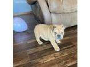 Bulldog Puppy for sale in Buffalo, MO, USA
