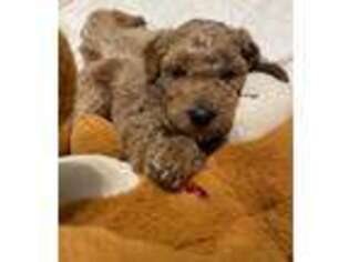 Goldendoodle Puppy for sale in Palmer, AK, USA