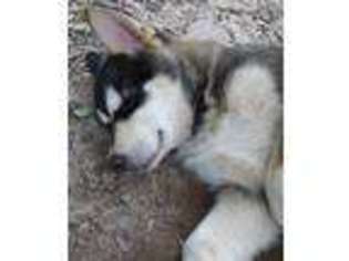 Alaskan Malamute Puppy for sale in Athens, GA, USA