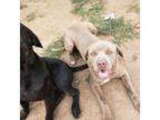 Neapolitan Mastiff Puppy for sale in Ballinger, TX, USA