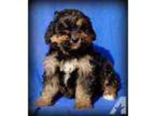 Mutt Puppy for sale in NOBLESVILLE, IN, USA