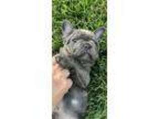 French Bulldog Puppy for sale in Exeter, CA, USA