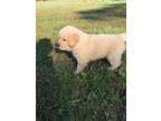 Golden Retriever Puppy for sale in Warsaw, OH, USA