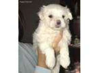 Maltese Puppy for sale in Maysville, KY, USA