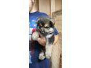 German Shepherd Dog Puppy for sale in Alvin, TX, USA