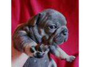 French Bulldog Puppy for sale in Linden, TN, USA